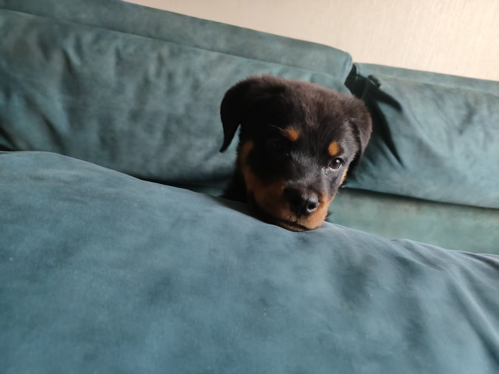 罗威纳幼犬急售